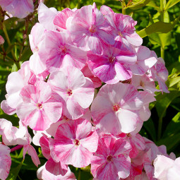 Флокс Potpourri