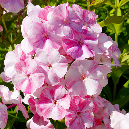 Флокс Potpourri