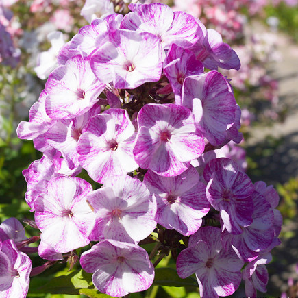 Флокс Potpourri Purple