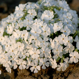 Флокс White Delight