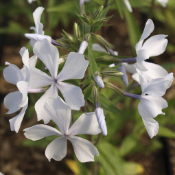 Флокс White Perfume