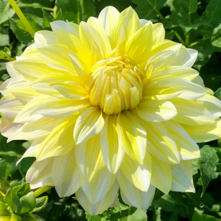 Георгина Hollyhill Lemon Ice