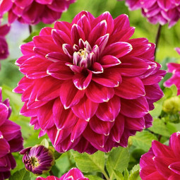 Георгина Maldini