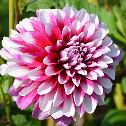 Жоржина Patches