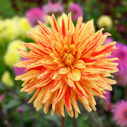 Жоржина кактусова Striped Vulcan