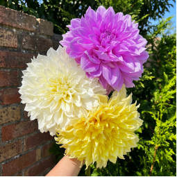 Комплект клубней георгин Абсолютный Топ