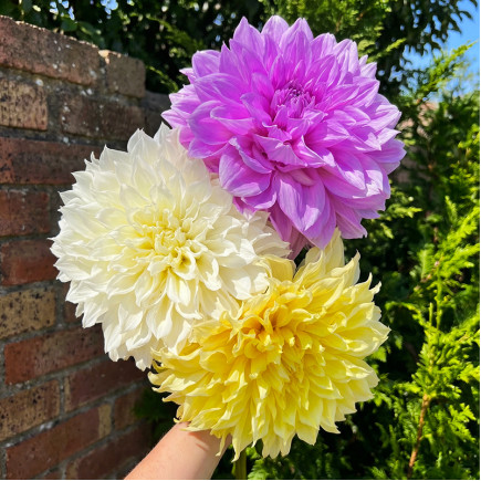 Комплект клубней георгин Абсолютный Топ