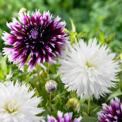 Комплекти з жоржинами