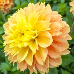 Георгина Deep Impact