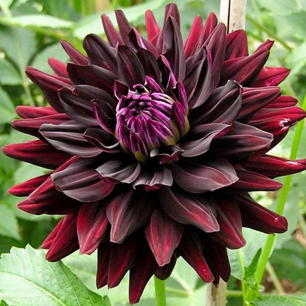Жоржина Hollyhill Black Beauty