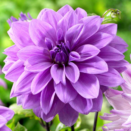 Георгина Lilac Time