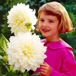 Георгина White Perfection