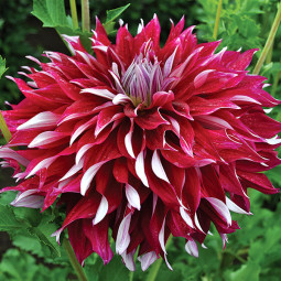 Жоржина My Hero