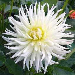 Георгина Кактусовая White Star