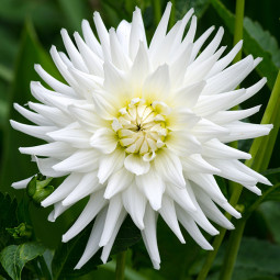 Георгина Кактусовая White Star
