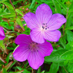 Герань Kashmir Purple