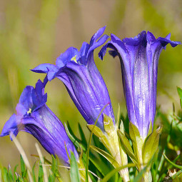 Тирлич семироздільний Deep Blue (Діп Блу)