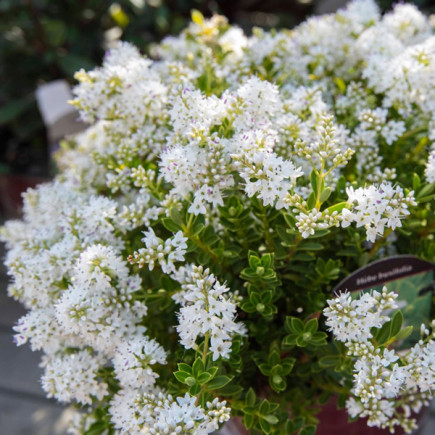Хебе самшитолиста (Hebe buxifolia)