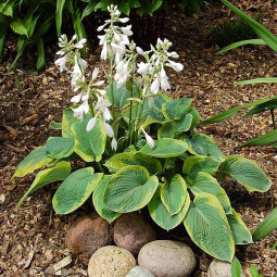 Хоста Maple Leaf