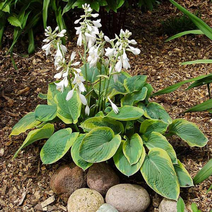 Хоста Maple Leaf