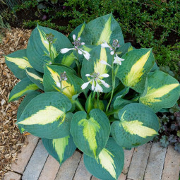 Хоста Mata Hari