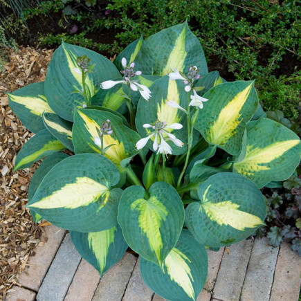 Хоста Mata Hari