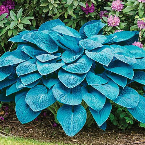 Хоста (Hosta `Blue Angel`) - Миксбордеры - По областям применения - Каталог - садовыйквартал33.рф