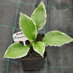 Хоста Undulata Albomarginata (контейнер 0.5 л) Хоста Undulata Albomarginata (контейнер 0.5 л)
