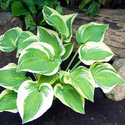 Хоста Austin Dickinson