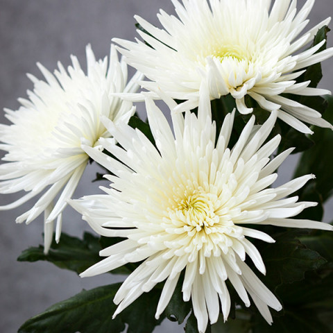 Хризантема Alaca (біла)