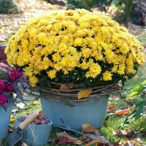 Хризантема Arluno (жовта)