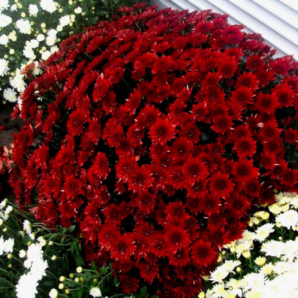 Хризантема Avalon (червона)
