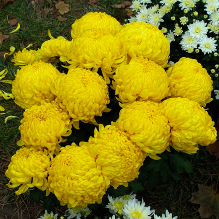 Хризантема Clotidou (желтая)