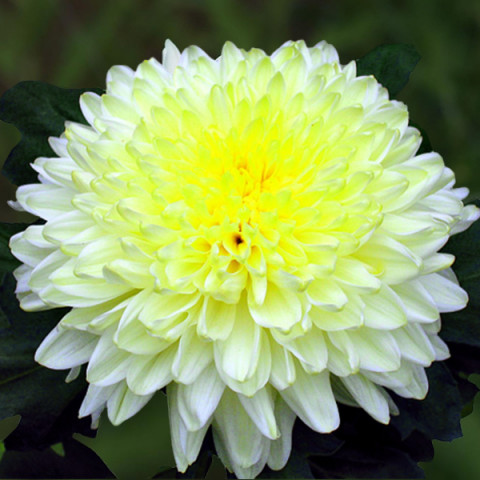 Хризантема Intrepid (бело-желтая)