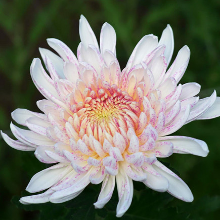 Хризантема Mila (бело-розовая)