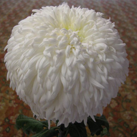 Хризантема Reflex (біла)