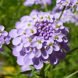 Іберіс Absolutely Amethyst