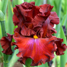 Ірис Germanica (Бородатий) Cherokee Blaze