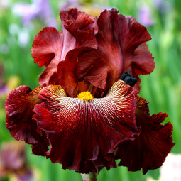 Ирис Germanica (Бородатый) Dare Me