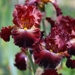 Ирис Germanica (Бородатый) Dare Me