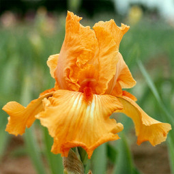 Ирис Germanica (Бородатый) Glazed Orange
