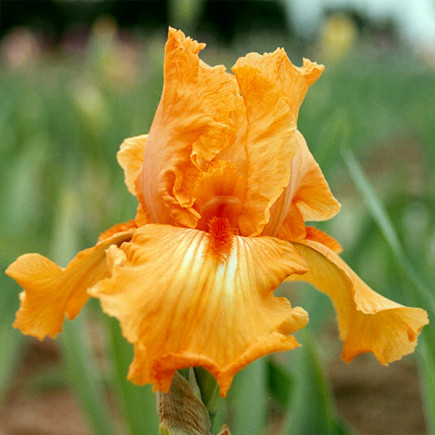 Ирис Germanica (Бородатый) Glazed Orange