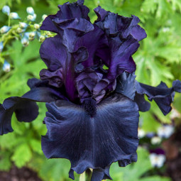 Ірис Germanica (Бородатий) Black Hills