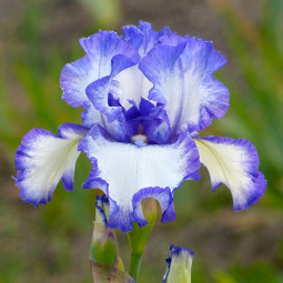 Ирис Germanica (Бородатый) Blue Staccato