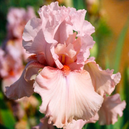 Ірис Germanica (Бородатий) Blushing Pink