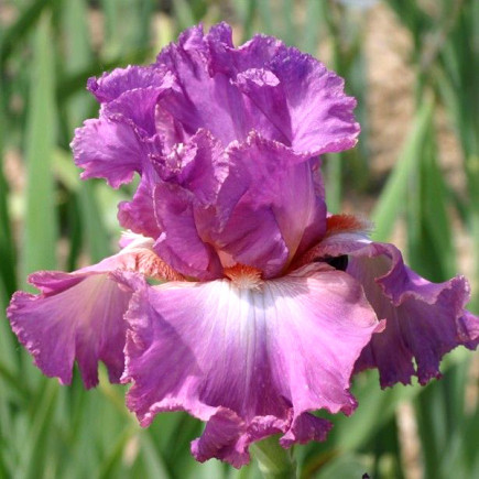 Ирис Germanica (Бородатый) Mallow Dramatic