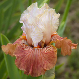 Ирис Germanica (Бородатый) Mandarin Morning