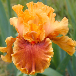 Ірис Germanica (Бородатий) Mango Queen