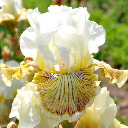 Ирис Germanica (Бородатый) Spring Madnes