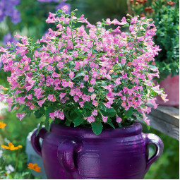Каламінта Grandiflora (Грандіфлора)